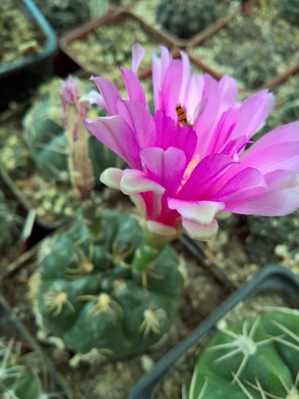 GYMNOCALYCIUM denudatum Jan Suba